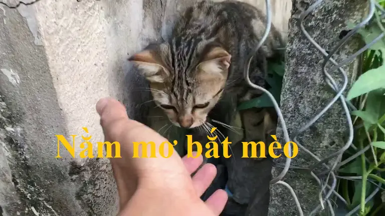 Nằm mơ thấy mèo con số nào đem lại may mắn? Điềm báo hên hay xui? 7 Nằm mơ bắt mèo