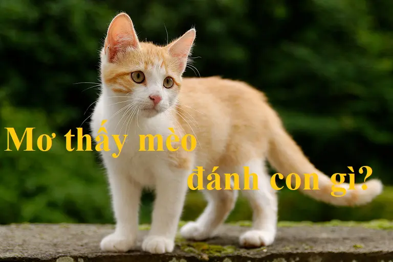 Nằm mơ thấy mèo con số nào đem lại may mắn? Điềm báo hên hay xui? 8 Giải mã những con số của giấc mơ thấy mèo