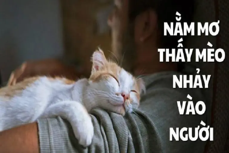 Nằm mơ thấy mèo con số nào đem lại may mắn? Điềm báo hên hay xui? 6 Một giấc mơ theo con mèo đang hoạt động