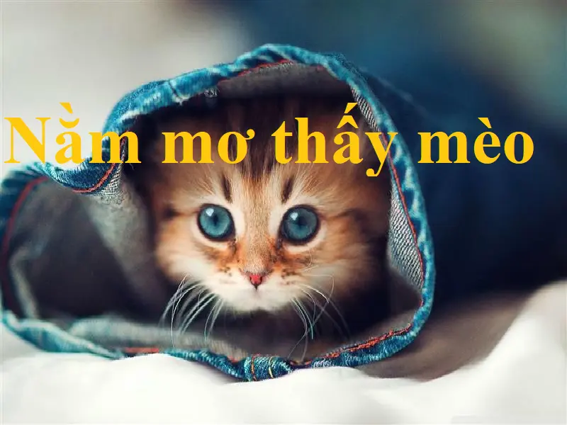 Nằm mơ thấy mèo con số nào đem lại may mắn? Điềm báo hên hay xui? 5 Nằm mơ thấy mèo con số nào đem lại may mắn? Điềm báo hên hay xui?