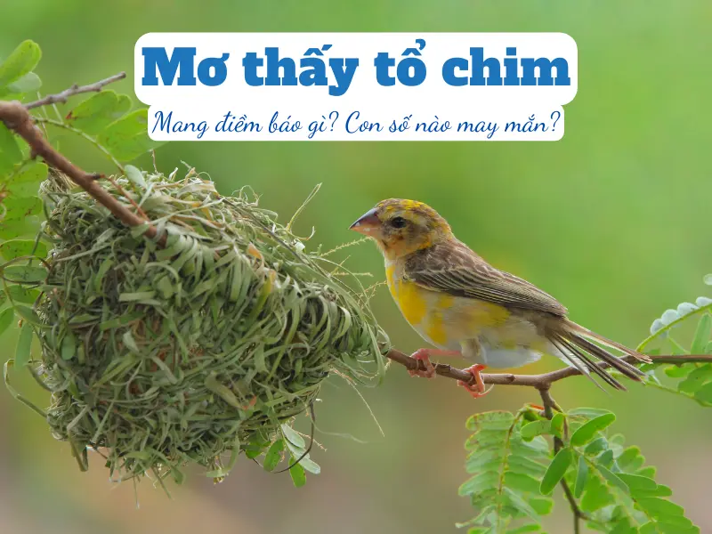 mơ thấy tổ chim