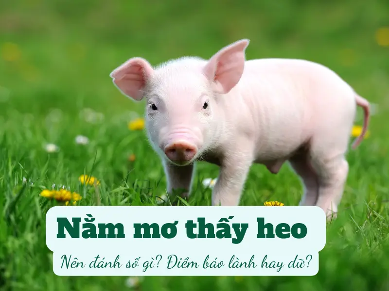 nằm mơ thấy heo