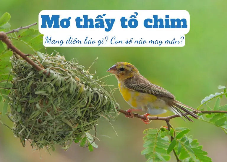 Mơ thấy tổ chim mang lại điềm gì? đánh con gì trúng đậm? 6 Mơ thấy tổ chim mang lại điềm gì? đánh con gì trúng đậm?