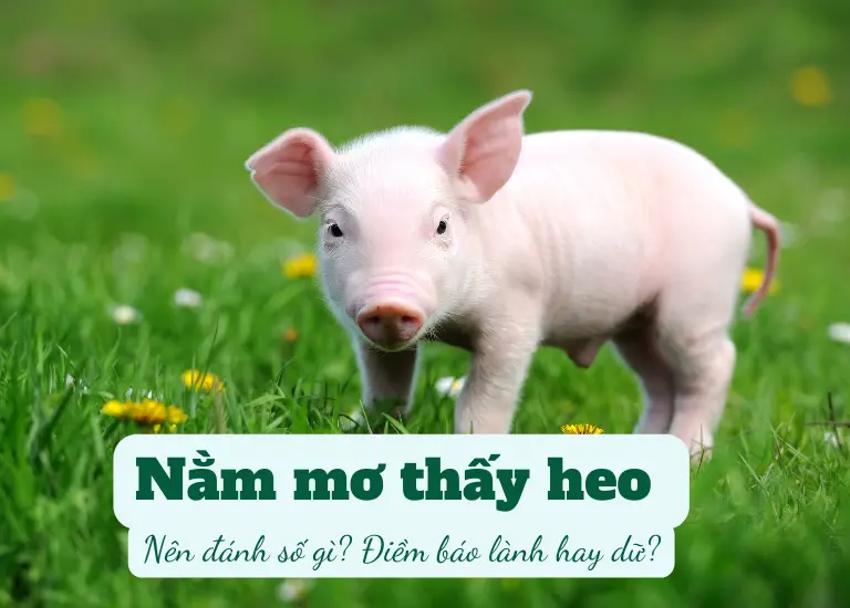 Nằm mơ thấy heo nên đánh con số gì? Điềm báo bí ẩn gì?