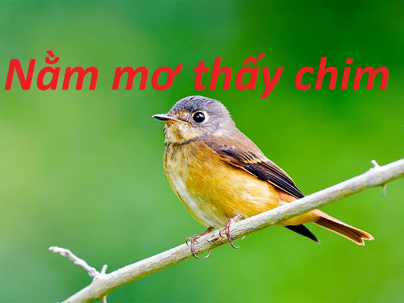Nằm mơ thấy chim – Điềm báo lành dữ cho những giấc mơ chi tiết nhất