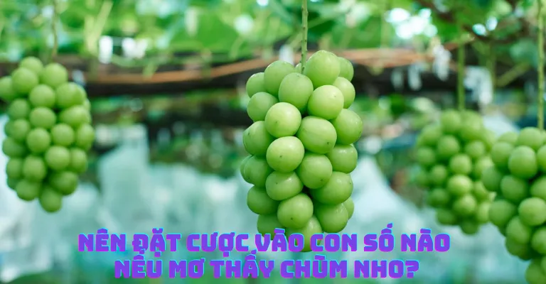 Hé lộ những điều thú vị từ giấc mơ thấy chum nho chi tiết nhất 8 Nên đặt cược vào con số nào nếu mơ thấy chùm nho?